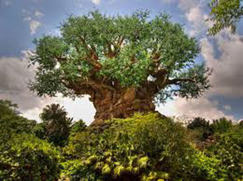 Animal Kingdom